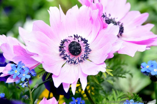 Light Pink Flower with Black Center is Anemone from Germany.jpg