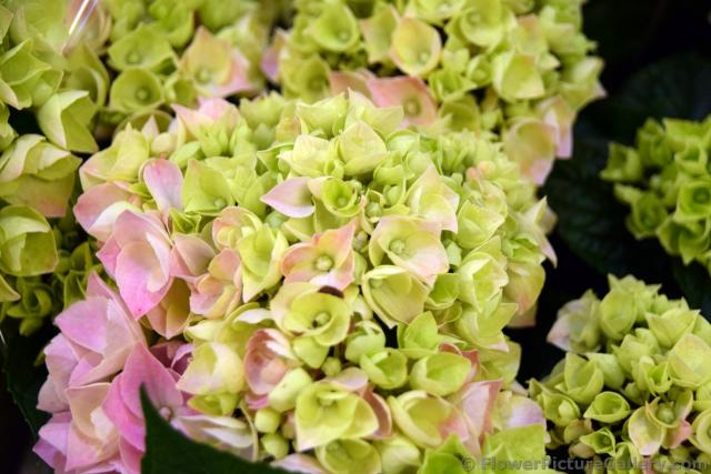 Light Pink and Green Hydrangea from Northern Germany.jpg