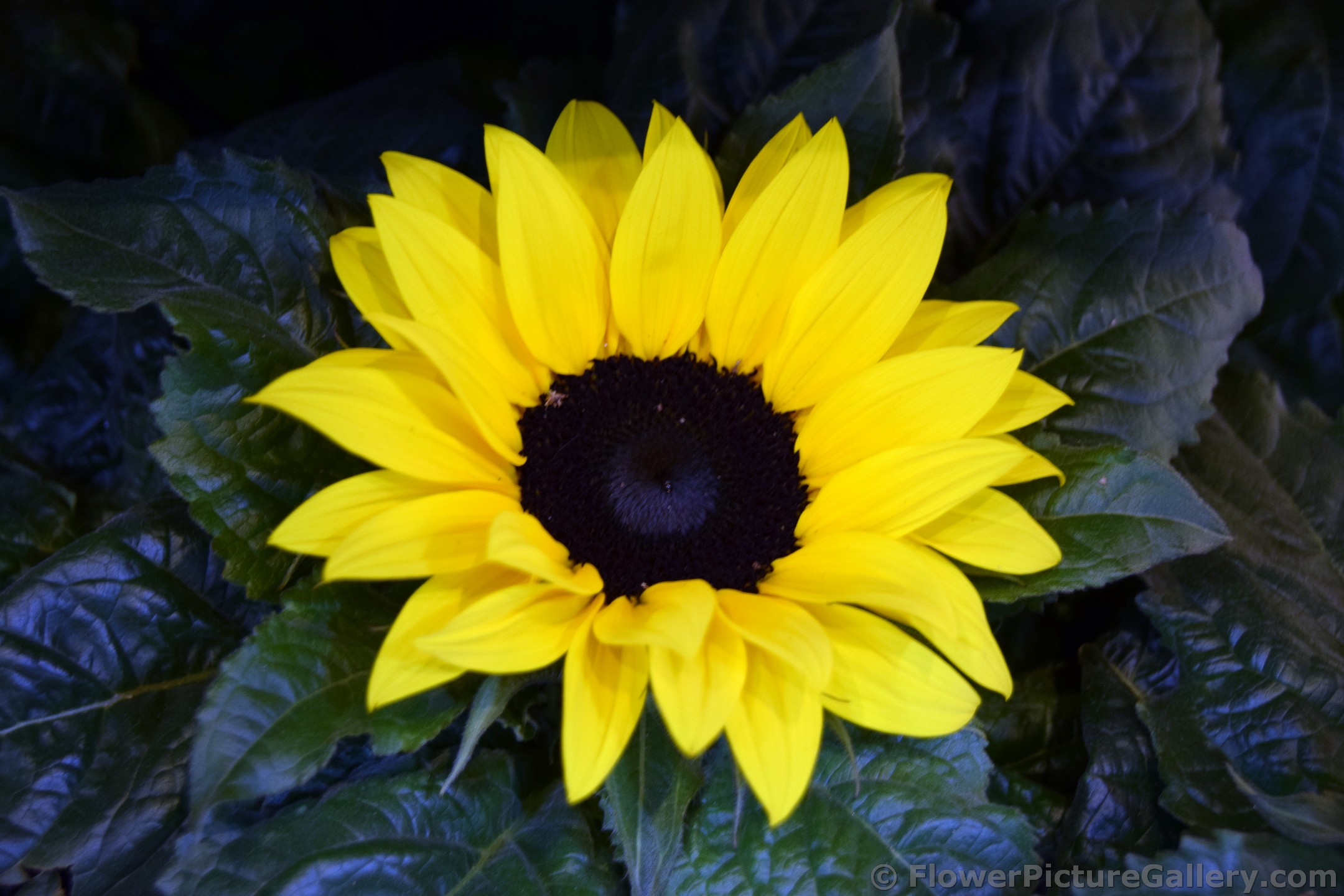 Yellow Sunflower (close-up) of Schwerin Germany.jpg