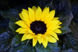 Yellow Sunflower (close-up) of Schwerin Germany.jpg