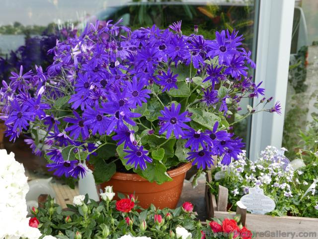 Purple Daisy Flowers in a Planter sold in Germany.jpg