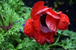 Red Poppy Flower with Water Drops on It.jpg
