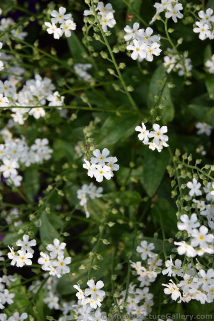 White 5 Petal Flowers with Yellow Center of Schwerin Germany.jpg