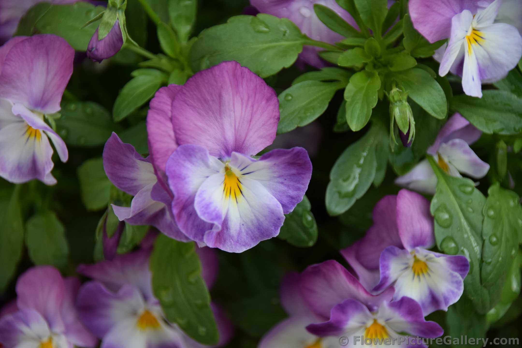 Pink Flower with Yellow Center is Violet from Germany.jpg