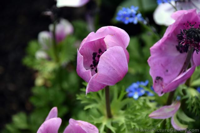 Pink Flowers with Black Pistils & Center from Germany.jpg