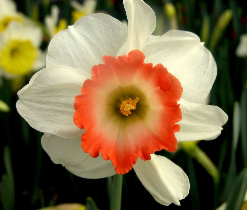 White daffodils with orange centers picuters.JPG