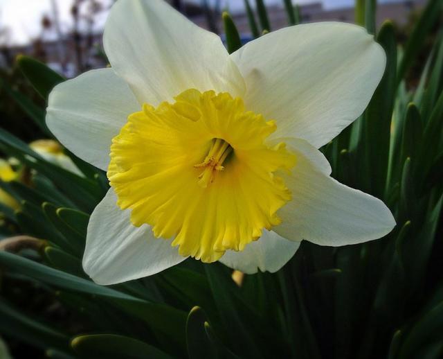 White daffodils with yellow centers photos.JPG