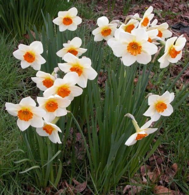 White daffodils with bright orange centers photos.JPG