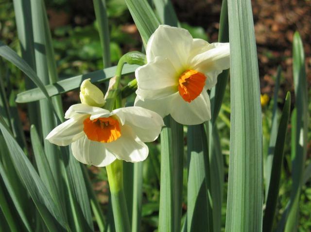 White daffodils with orange centers photos.JPG