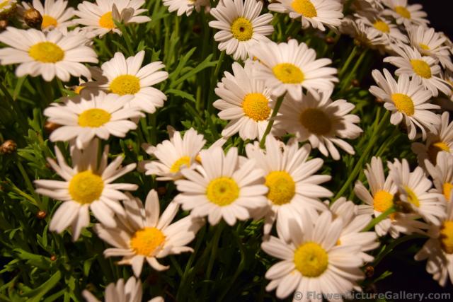 Norwegian White Daisy Flowers of Alesund.jpg