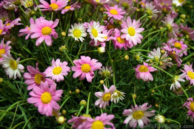 Norway Pink Daisies with Yellow Center in Alesund.jpg