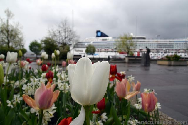 White Tulip of Alesund Norway with Cruise Ship in the Background.jpg