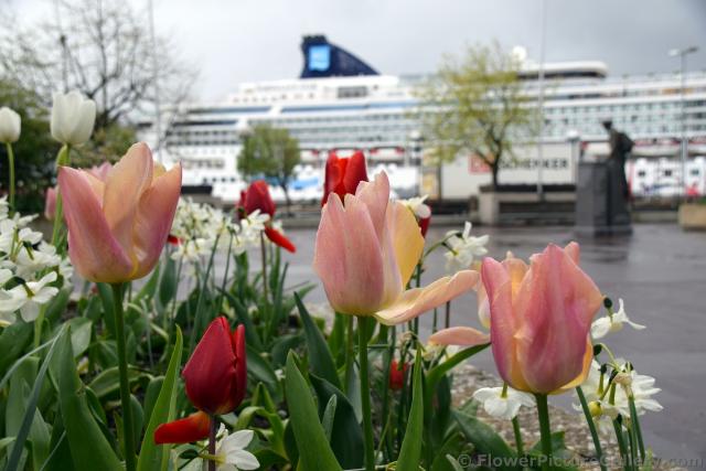 Pink and Red Tulips with Norwegian Star Cruise Ship in background.jpg