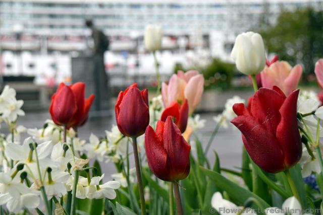 Norwegian Red Tulips of Alesund.jpg