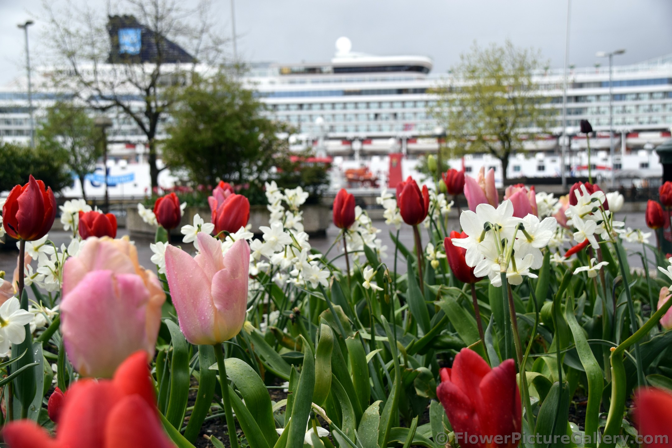 Norwegian Tulips Garden with Cruise Ship in the Background.jpg