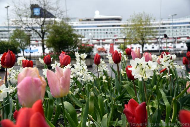 Norwegian Tulips Garden with Cruise Ship in the Background.jpg