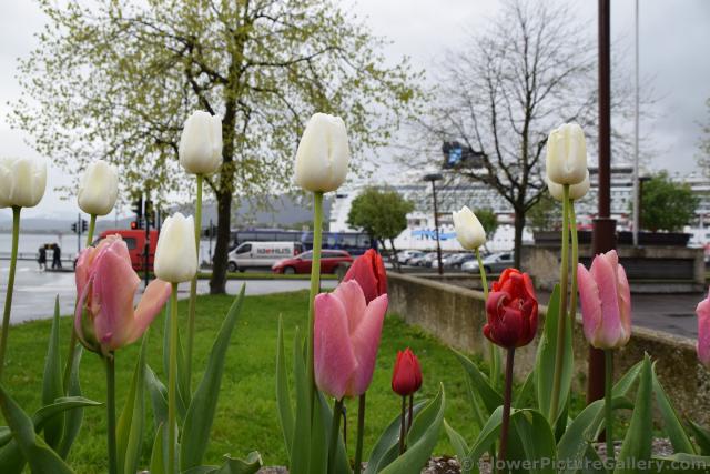 White Red & Pink Tulips of Alesund Norway.jpg