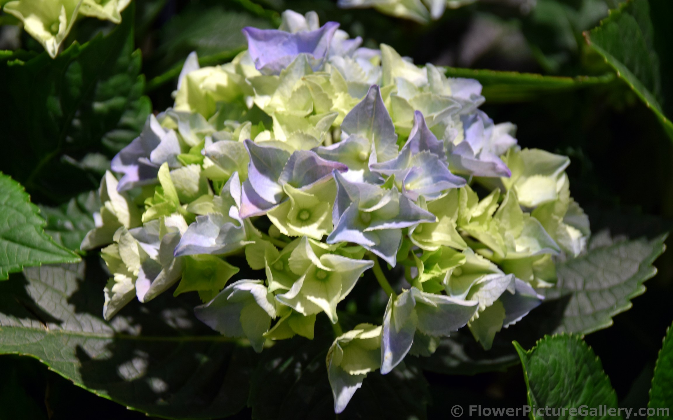 Lavender & Light Green Hydrangea of Norway.jpg