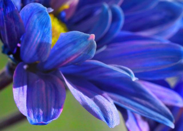 dark blue daisy flower.jpg