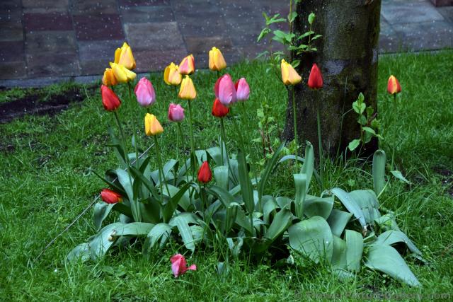 Small Tulips Garden in the Rain.jpg