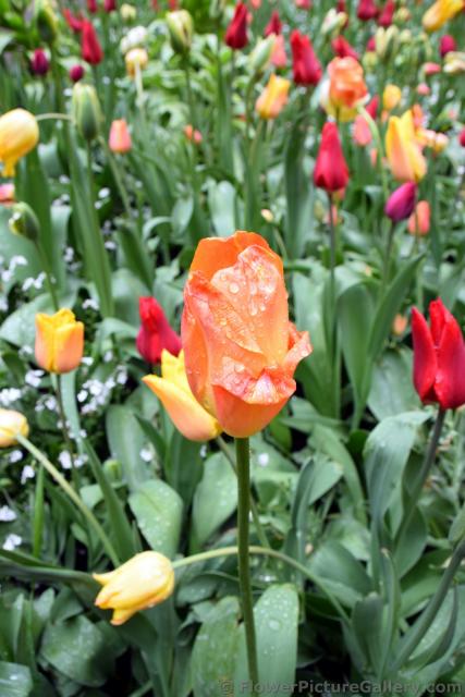 Orange Tulip in Swedish Garden.jpg