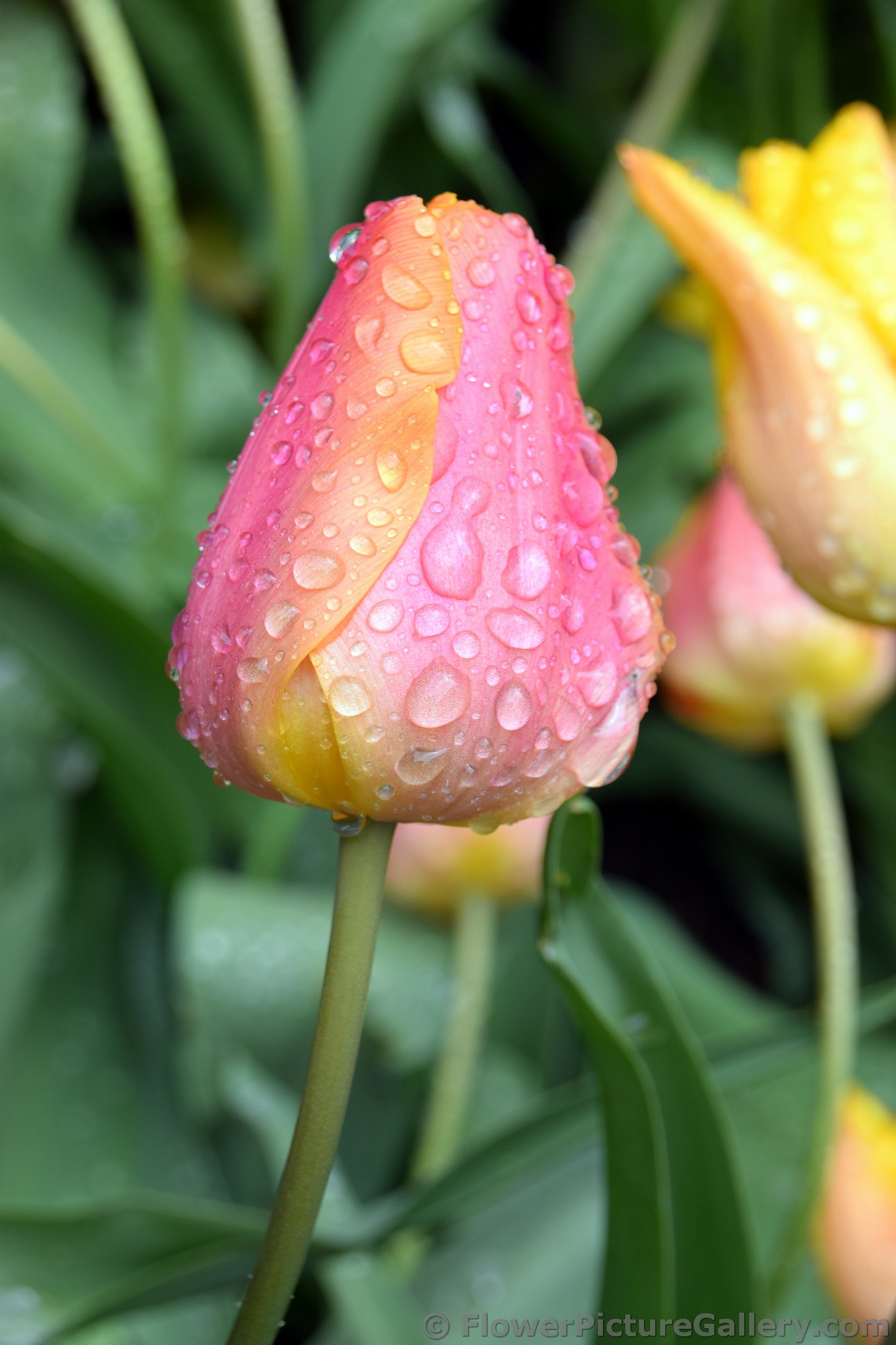 Unbloomed Tulip in Pink with Rain Drops on it.jpg