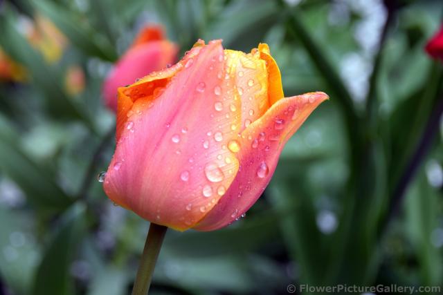 Pink Tulip with Rain Drops on the Flower.jpg