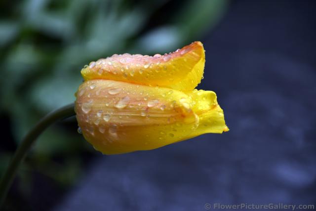 Yellow Tulip with Rain drops on it from Sweden.jpg
