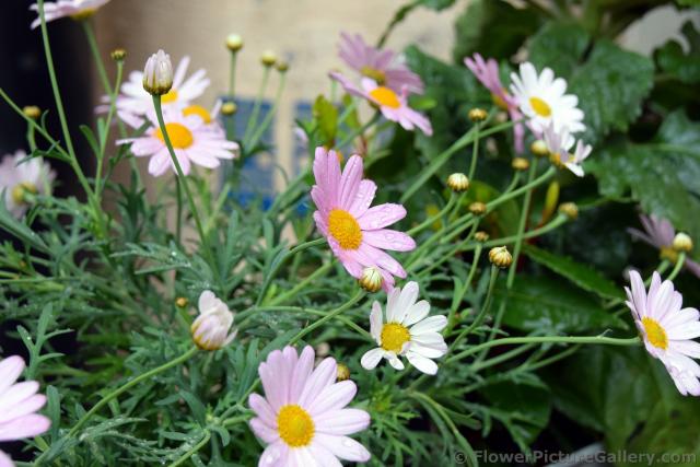 Lavender Daisies with Rain Drops on Them.jpg
