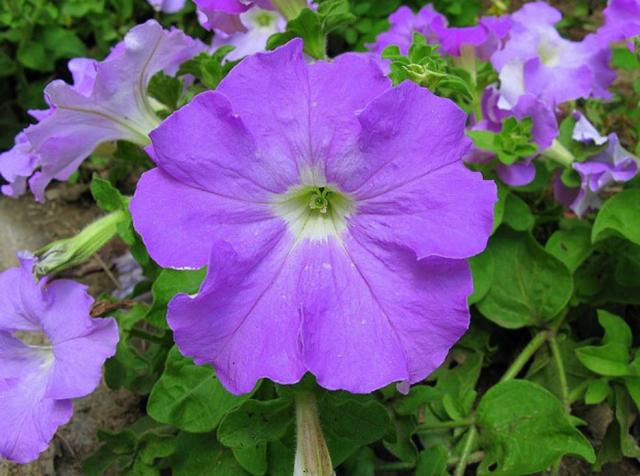 Beautiful purple summer garden flowers photos.JPG