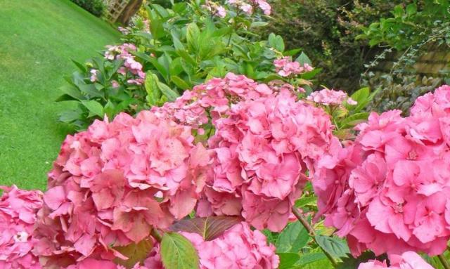 Large pink summer flowers photos .JPG