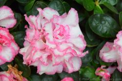 White Rose with Pink Trim from Rome Italy.jpg