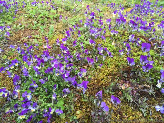 Purple Flowers with Yellow Center from Flam Norway.jpg