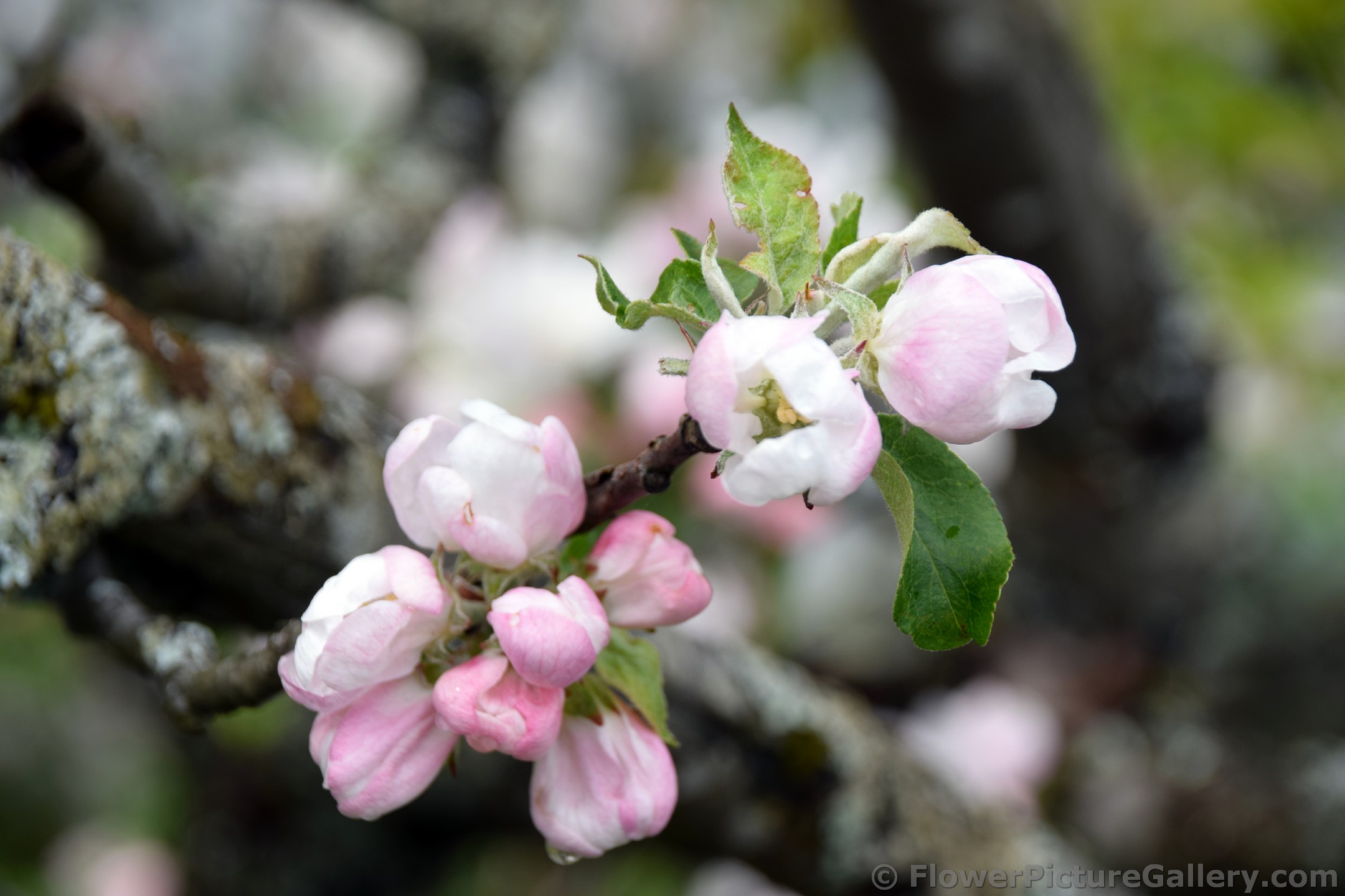 Pink and White Flowers on a Norwegian Tree.jpg