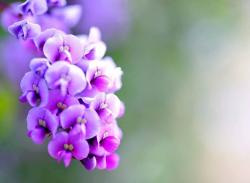 Pink Flowers (Pictures & Backgrounds)