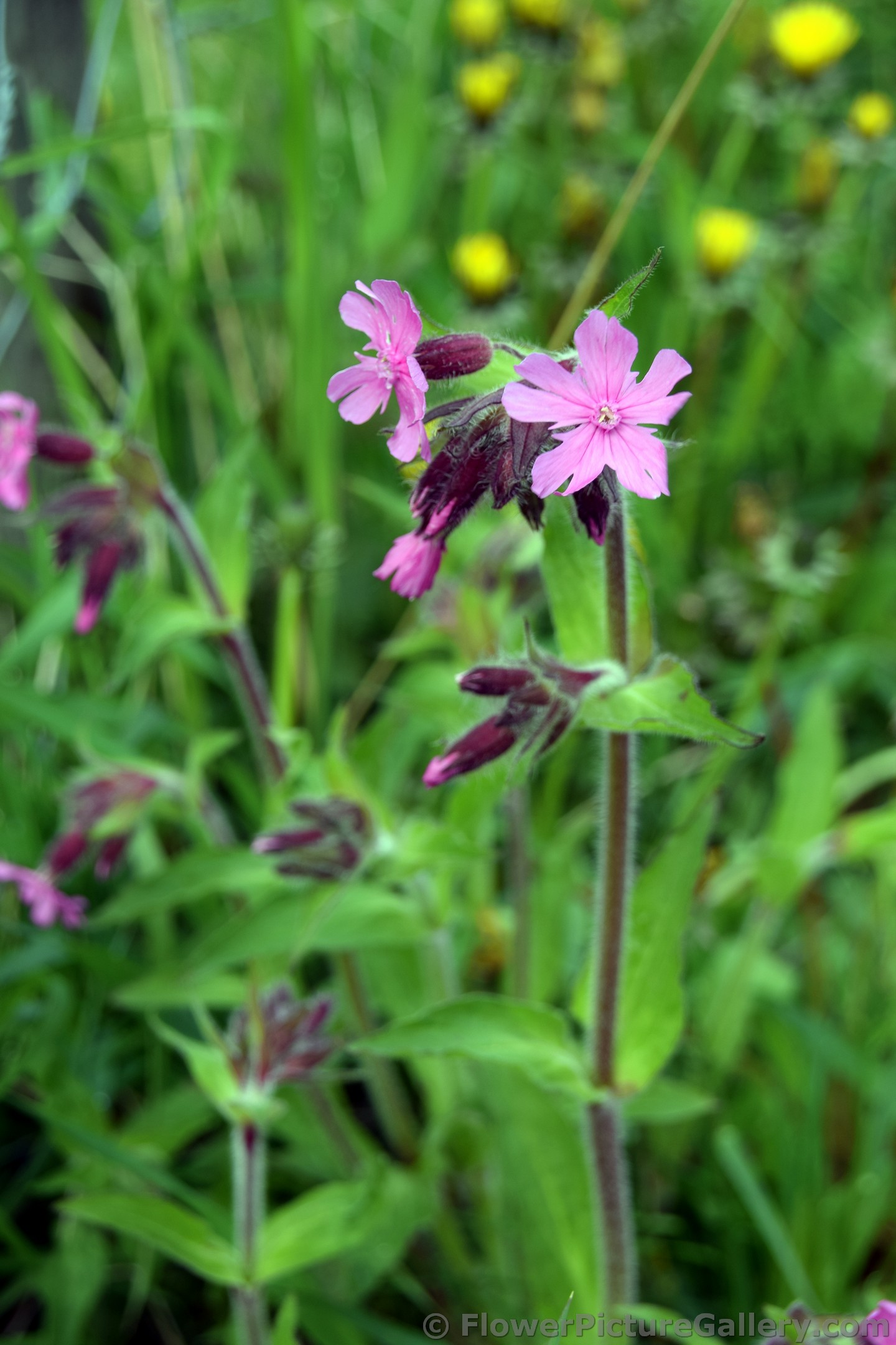 Pink 5 Petal Wild Flower of Norway.jpg