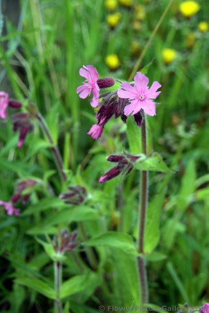 Pink 5 Petal Wild Flower of Norway.jpg