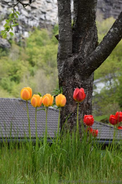 Orange and Red Tulips Growing Around a Tree in Norway.jpg