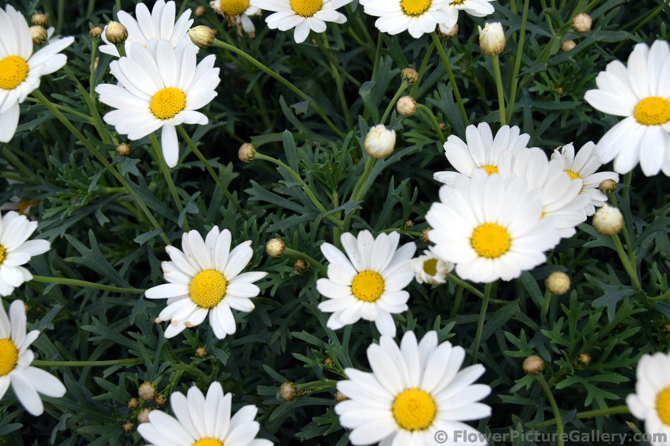 White Daisies of Geiranger Norway.jpg