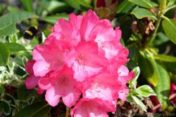 Pink Flower with Bee Approaching.jpg