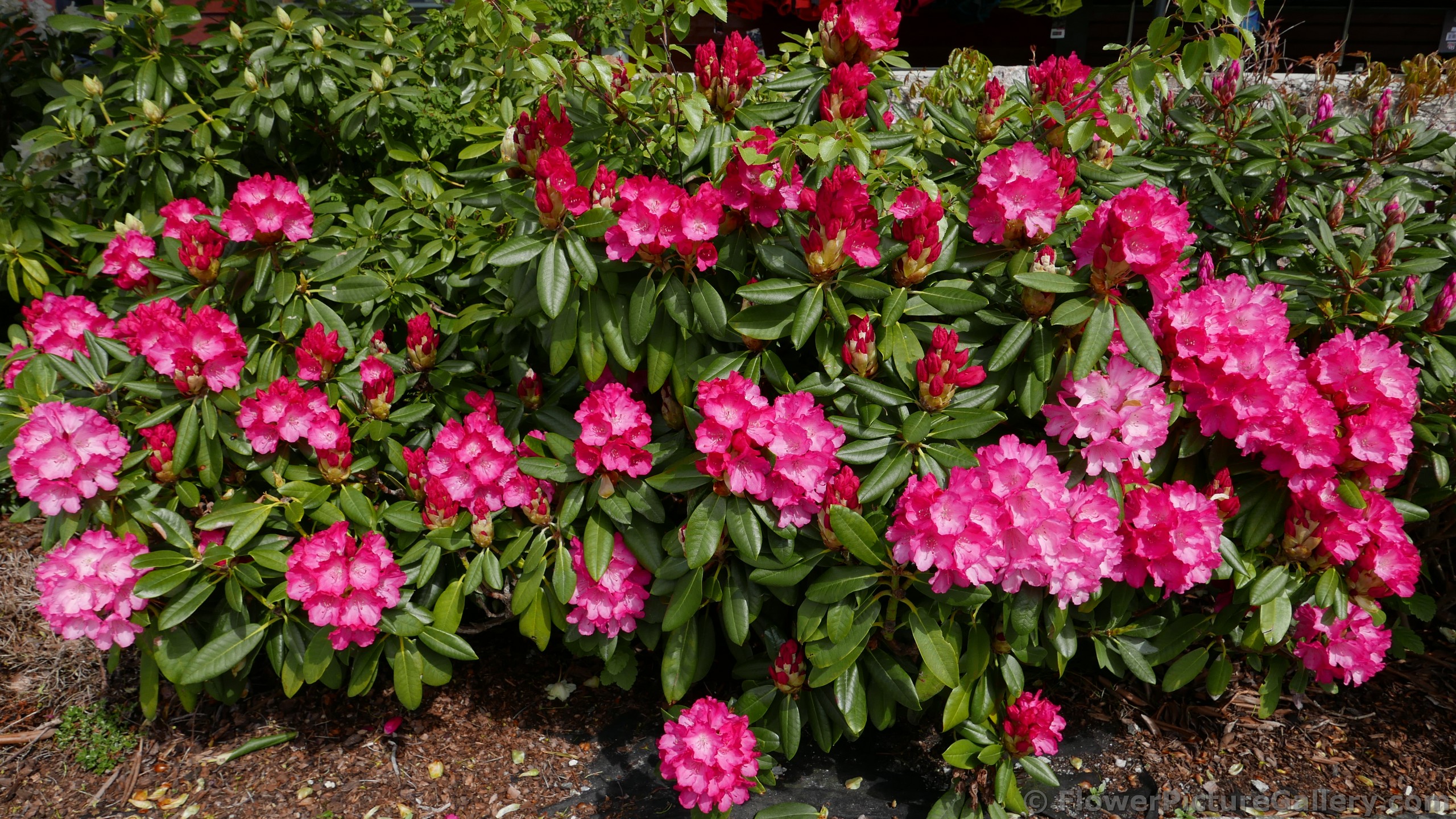 Pink Rhododendron Flowers of Norway.jpg