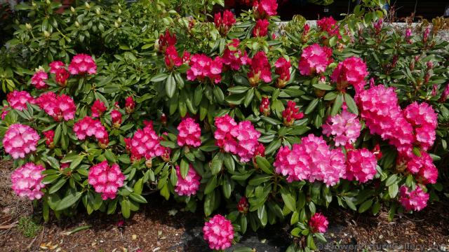 Pink Rhododendron Flowers of Norway.jpg