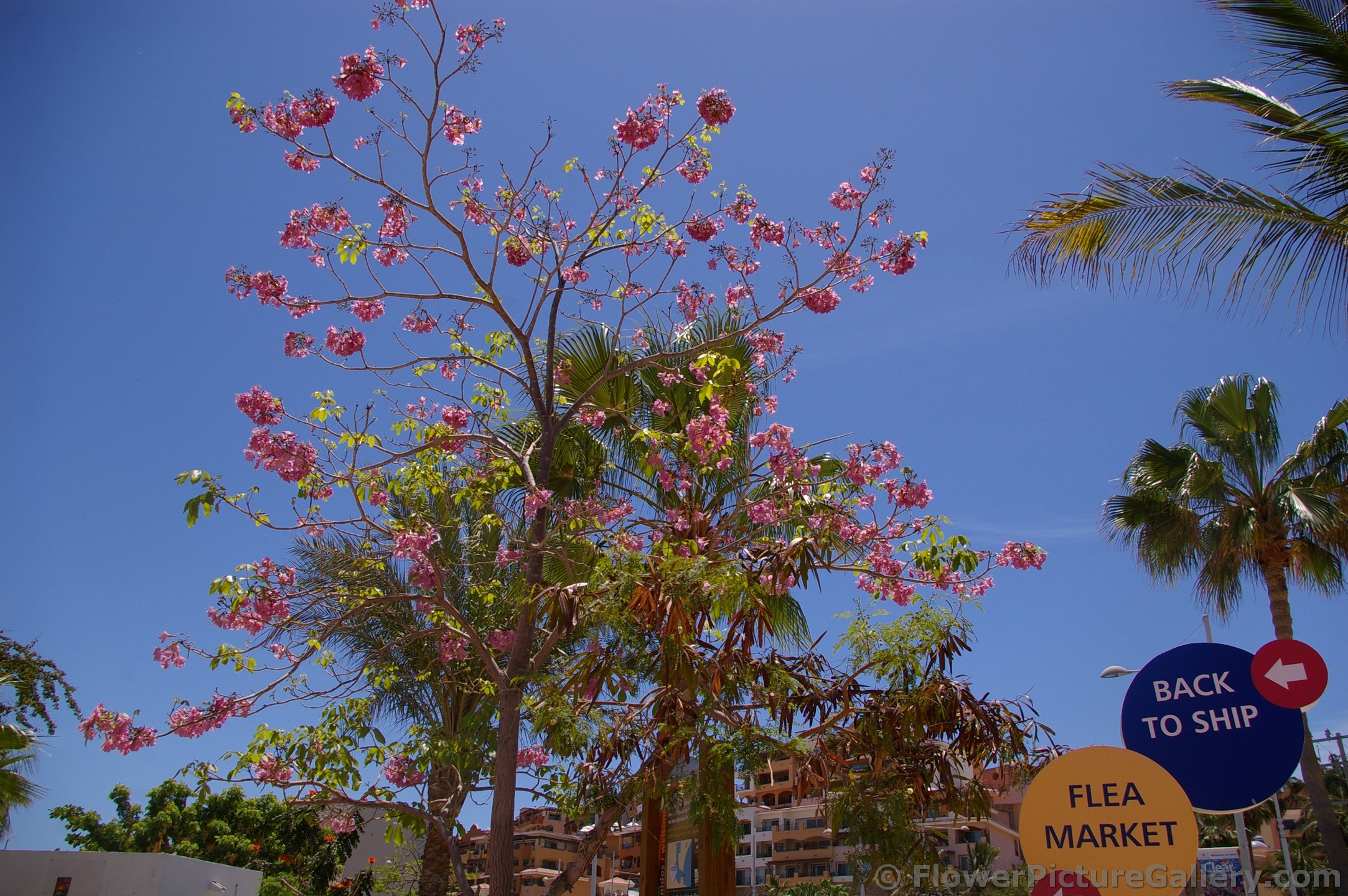 Pink Flower Dogwood Tree of Cabo San Lucas.jpg