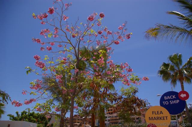 Pink Flower Dogwood Tree of Cabo San Lucas.jpg