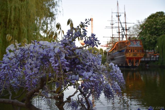 Lilac Flowers with Pirate Ship in Background @ Tivoli Gardens.jpg