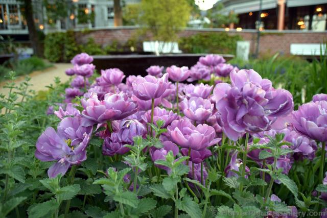 Lilac Tulips Garden at Tivoli Copenhagen.jpg