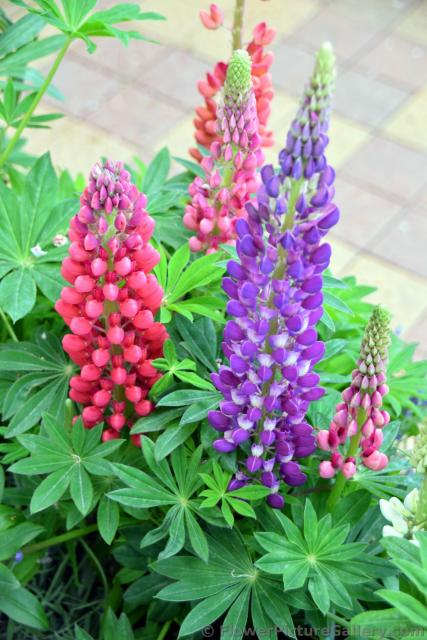 Pink & Purple Muscari Flowers at Tivoli Gardens.jpg
