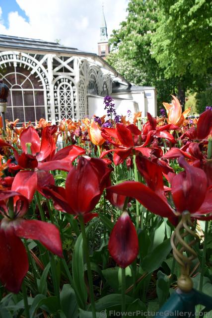 Red Tulips that have Bloomed @ Tivoli Gardens Denmark.jpg