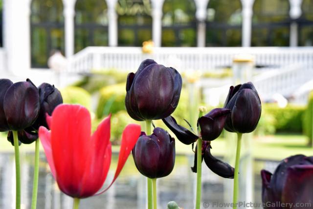 Black Tulips with a Red One at Tivoli Gardens.jpg