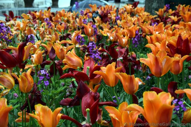Field of Orange and Red Tulips @ Tivoli Gardens.jpg